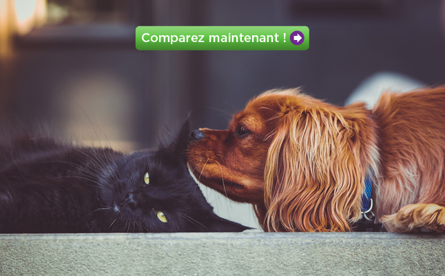 Assurance animaux comparatif